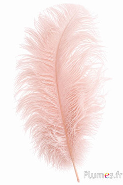 Strauss premium - 50-60 cm - beige rosa